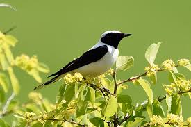 Image result for Oenanthe hispanica