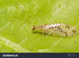 Attēlu rezultāti vaicājumam “Hemerobiidae”