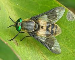 Attēlu rezultāti vaicājumam “Chrysops”