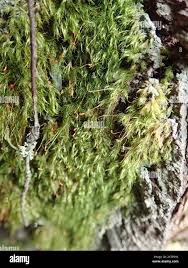 Attēlu rezultāti vaicājumam “Dicranella heteromalla”