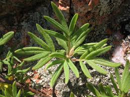 Attēlu rezultāti vaicājumam “Pentaphylloides fruticosa leaf”