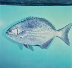 Image result for Kyphosus