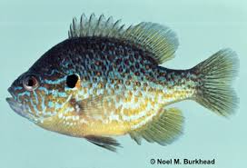 Image result for Lepomis gibbosus