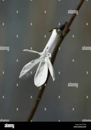 Attēlu rezultāti vaicājumam “Lobelia dortmanna bud”
