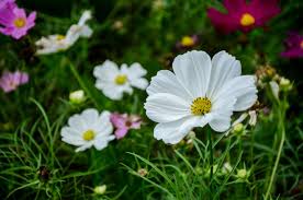 Image result for Schmuckkörbchen