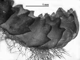 Attēlu rezultāti vaicājumam “Barbilophozia barbata”