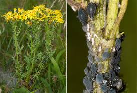 Attēlu rezultāti vaicājumam “Aphis jacobaeae”