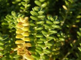 Attēlu rezultāti vaicājumam “Honckenya peploides fruit”