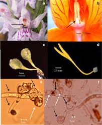 Attēlu rezultāti vaicājumam “Dactylorhiza fuchsii bud”