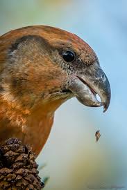 Attēlu rezultāti vaicājumam “Loxia pytyopsittacus”