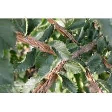 Attēlu rezultāti vaicājumam “Ulmus minor f. suberosa”