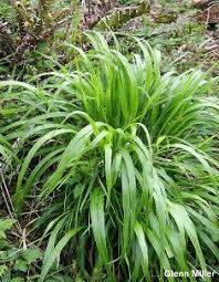 Attēlu rezultāti vaicājumam “Brachypodium sylvaticum flower”