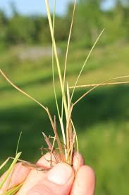 Attēlu rezultāti vaicājumam “Deschampsia cespitosa bud”