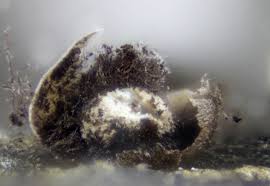 Attēlu rezultāti vaicājumam “Diderma subviridifuscum sessile”