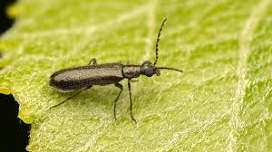 Attēlu rezultāti vaicājumam “Dasytes sp.”