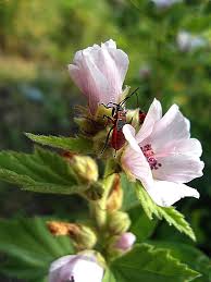 Image result for Althaea officinalis