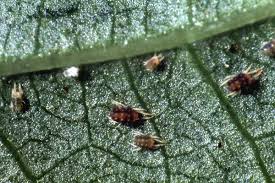 Attēlu rezultāti vaicājumam “Panonychus”