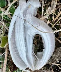 Attēlu rezultāti vaicājumam “Frost Flowers”