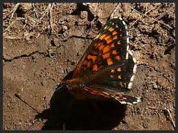 Attēlu rezultāti vaicājumam “Melitaea diamina underside”