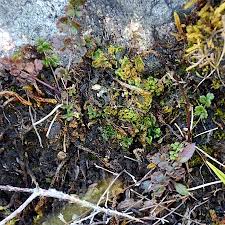 Attēlu rezultāti vaicājumam “Moerckia hibernica”