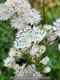 Attēlu rezultāti vaicājumam “Astrantia major flower”