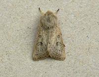 Attēlu rezultāti vaicājumam “Orthosia gracilis”