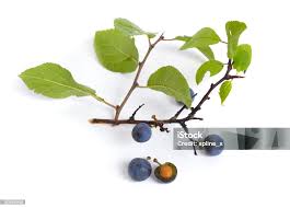 Attēlu rezultāti vaicājumam “Prunus spinosa leaf”