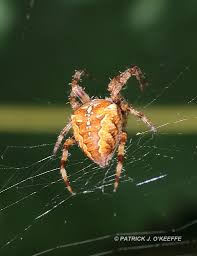 Attēlu rezultāti vaicājumam “Araneus diadematus female”