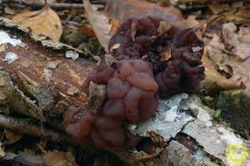 Attēlu rezultāti vaicājumam “Ascotremella faginea”