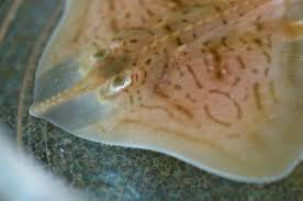 Image result for Rostroraja eglanteria