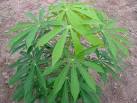 File:Iwata kenichi cassava.jpg - Wikipedia, the free encyclopedia