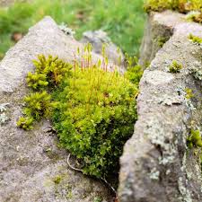 Attēlu rezultāti vaicājumam “Bryum capillare”