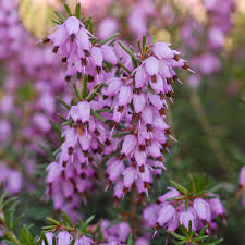 Attēlu rezultāti vaicājumam “Erica x darleyensis flower”