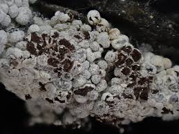 Attēlu rezultāti vaicājumam “Diderma cingulatum”