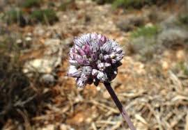 Attēlu rezultāti vaicājumam “Barbarea vulgaris subsp. arcuata flower”