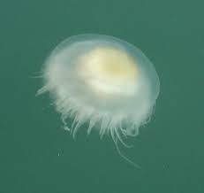 Image result for Phacellophora camtschatica