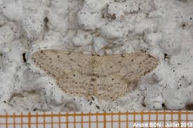 Attēlu rezultāti vaicājumam “Idaea seriata”