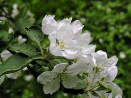 Attēlu rezultāti vaicājumam “Malus domestica flower”