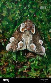 Attēlu rezultāti vaicājumam “Thyatira batis imago”