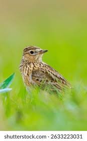 Image result for Alauda arvensis