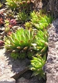 Attēlu rezultāti vaicājumam “Jovibarba globifera”