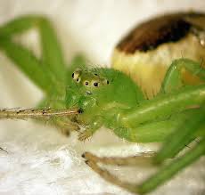 Attēlu rezultāti vaicājumam “Diaea dorsata female”