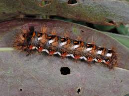 Attēlu rezultāti vaicājumam “Acronicta rumicis larva”