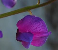 Attēlu rezultāti vaicājumam “Lathyrus vernus leaf”