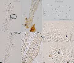 Attēlu rezultāti vaicājumam “Tilachlidium brachiatum”