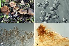 Attēlu rezultāti vaicājumam “Diderma montanum var. album spores”