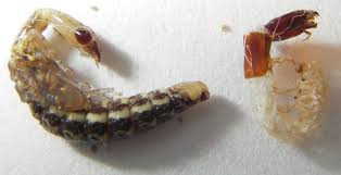 Attēlu rezultāti vaicājumam “Raphidia larva”