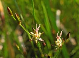 Attēlu rezultāti vaicājumam “xComagaria rosea  flower”