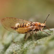 Attēlu rezultāti vaicājumam “Trioza dispar”