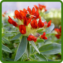 Attēlu rezultāti vaicājumam “Anthyllis arenaria flower”